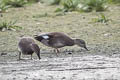 Gadwall Mareca strepera strepera