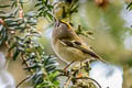 Goldcrest Regulus regulus regulus