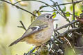 Goldcrest Regulus regulus regulus