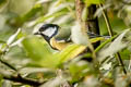 Great Tit Parus major newtoni