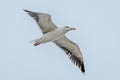 Great Black-backed Gull Larus marinus