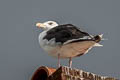 Great Black-backed Gull Larus marinus