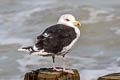 Great Black-backed Gull Larus marinus