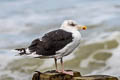 Great Black-backed Gull Larus marinus
