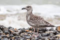 Great Black-backed Gull Larus marinus