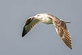 Great Black-backed Gull Larus marinus