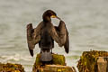 Great Cormorant Phalacrocorax carbo carbo