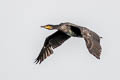 Great Cormorant Phalacrocorax carbo carbo