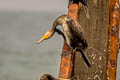 Great Cormorant Phalacrocorax carbo carbo