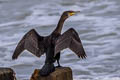 Great Cormorant Phalacrocorax carbo carbo