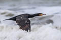 Great Cormorant Phalacrocorax carbo carbo