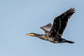 Great Cormorant Phalacrocorax carbo carbo