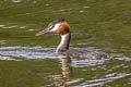 Great Crested Grebe Podiceps cristatus cristatus