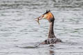 Great Crested Grebe Podiceps cristatus cristatus