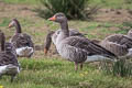 Greylag Goose Anser anser anser