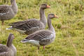 Greylag Goose Anser anser anser