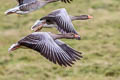 Greylag Goose Anser anser anser