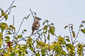 Hawfinch Coccothraustes coccothraustes coccothraustes