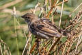 House Sparrow domesticus domesticus