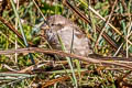 House Sparrow domesticus domesticus