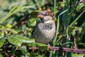 House Sparrow domesticus domesticus