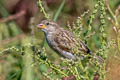 House Sparrow domesticus domesticus