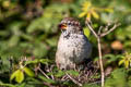 House Sparrow domesticus domesticus