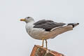 Western Lesser Black-backed Gull Larus fuscus graellsii