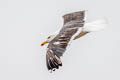 Western Lesser Black-backed Gull Larus fuscus graellsii
