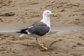 Western Lesser Black-backed Gull Larus fuscus graellsii