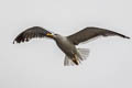 Western Lesser Black-backed Gull Larus fuscus graellsii