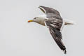 Western Lesser Black-backed Gull Larus fuscus graellsii