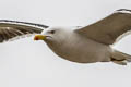 Western Lesser Black-backed Gull Larus fuscus graellsii