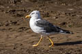 Western Lesser Black-backed Gull Larus fuscus graellsii