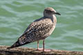 Western Lesser Black-backed Gull Larus fuscus graellsii