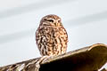 Little Owl Athene noctua vidalii 