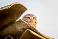 Little Owl Athene noctua vidalii 