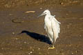 Little Egret Egretta garzetta garzetta