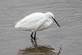 Little Egret Egretta garzetta garzetta