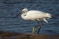 Little Egret Egretta garzetta garzetta