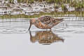 Long-billed Dowitcher Limnodromus scolopaceus