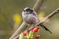 Long-tailed Tit Aegithalos caudatus rosaceus