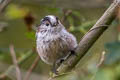 Long-tailed Tit Aegithalos caudatus rosaceus