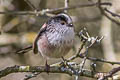 Long-tailed Tit Aegithalos caudatus rosaceus