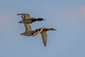 Mallard Anas platyrhynchos platyrhynchos