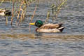 Mallard Anas platyrhynchos platyrhynchos