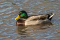 Mallard Anas platyrhynchos platyrhynchos