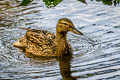 Mallard Anas platyrhynchos platyrhynchos