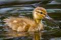 Mallard Anas platyrhynchos platyrhynchos