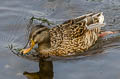 Mallard Anas platyrhynchos platyrhynchos